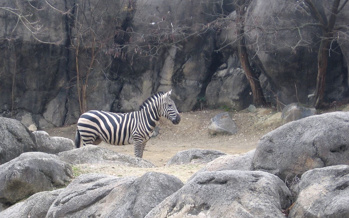 Maryland Zoo Baltimore