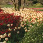 Sherwood Gardens Baltimore