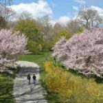 Arnold Arboretum Harvard