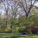 Arnold Arboretum Harvard