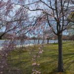 Brookline Reservoir Park Boston