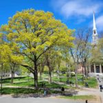 Harvard Yard