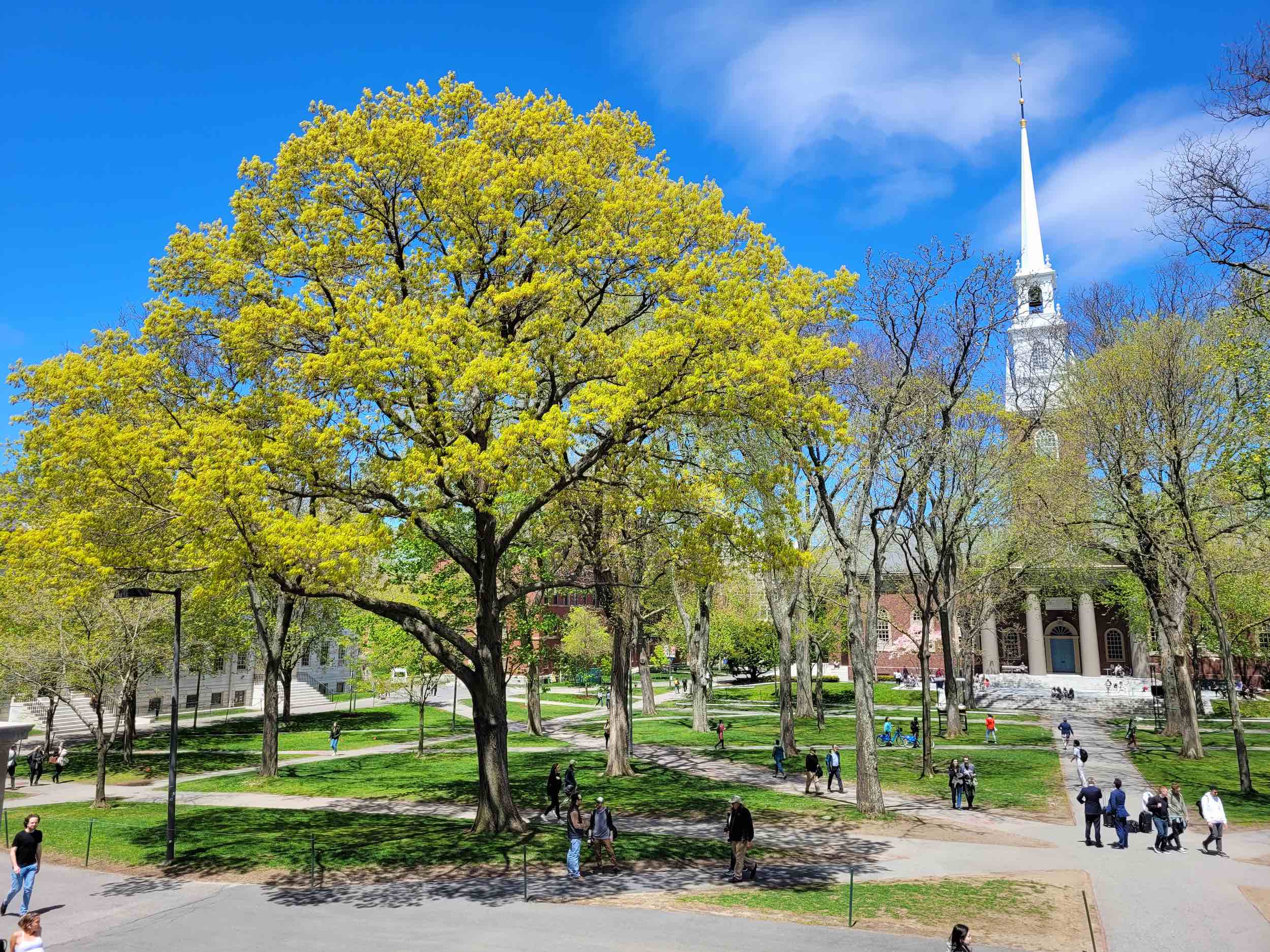 Harvard Yard