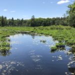 Mass Audubon Nature Center