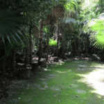 Alfredo Barrera Marin Garden in Cancun