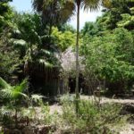 Alfredo Barrera Marin Garden in Cancun