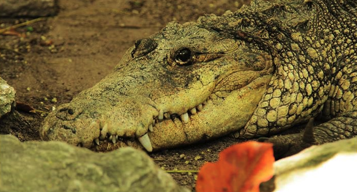 Croco Cun Zoo Mexico