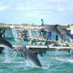 Dolphin Discovery Cancun