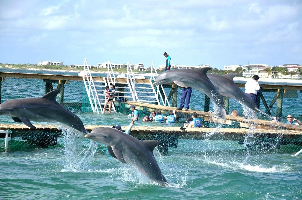 Dolphin Discovery Cancun