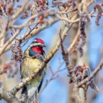 Montrose Point Bird Sanctuary Chicago