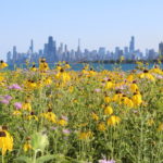 Montrose Point Bird Sanctuary Chicago