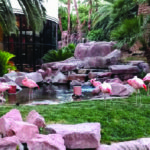 Flamingo Wildlife Habitat in Las Vegas