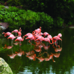 Flamingo Wildlife Habitat in Las Vegas