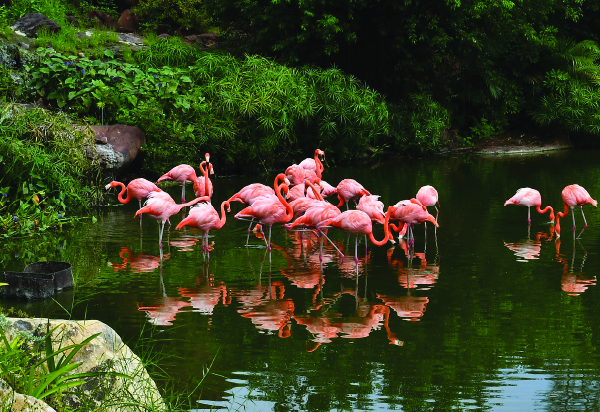 Flamingo Wildlife Habitat in Las Vegas