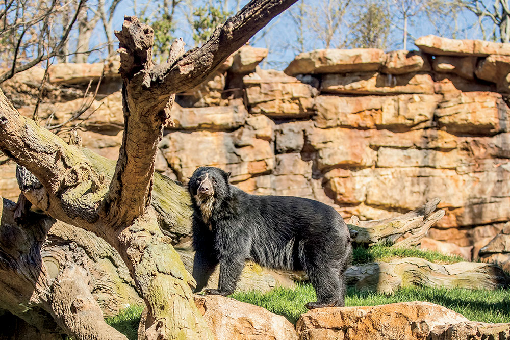 Nashville Zoo