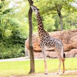 Nashville Zoo