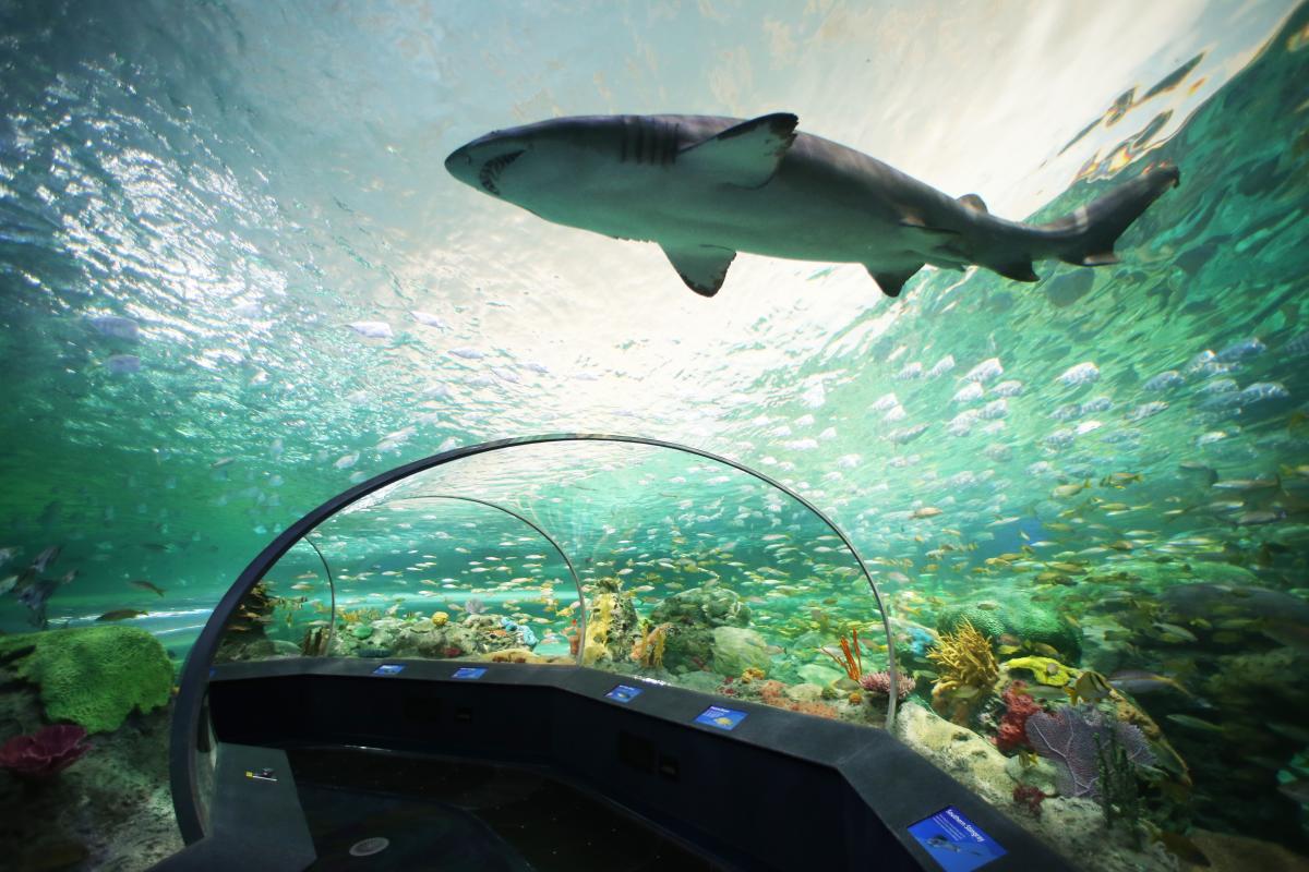 Ripley's Aquarium of Canada in Toronto