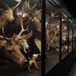 Beaty Biodiversity Museum