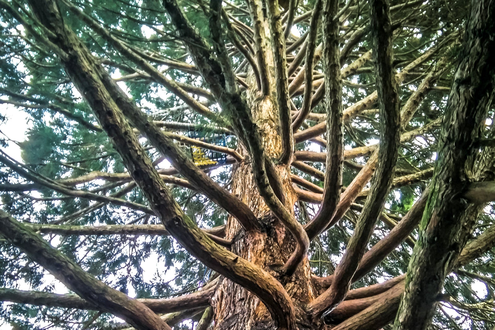 Cambie Climbing Tree