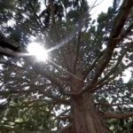 Cambie Climbing Tree