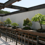 Bonsai Museum Washington DC