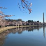 Cherry Blossoms Washington DC