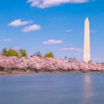 Cherry Blossoms Washington DC