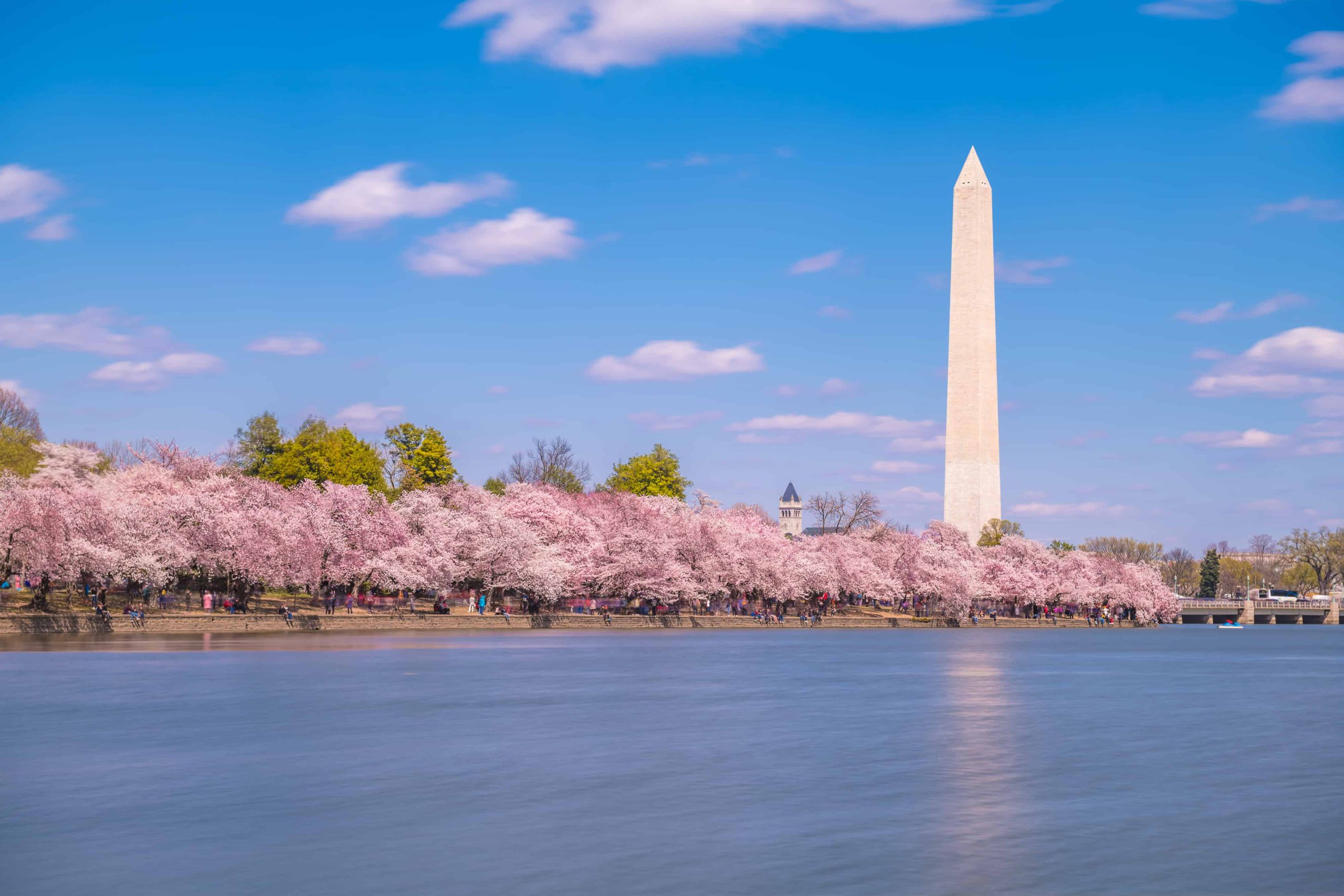 Cherry Blossoms Washington DC