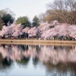 Cherry Blossoms Washington DC