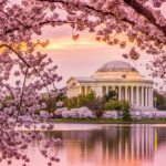 Cherry Blossoms Washington DC