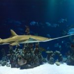 Glen Echo Park Aquarium