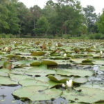 Kenilworth Aquatic Gardens Washington DC