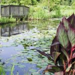 Kenilworth Aquatic Gardens Washington DC