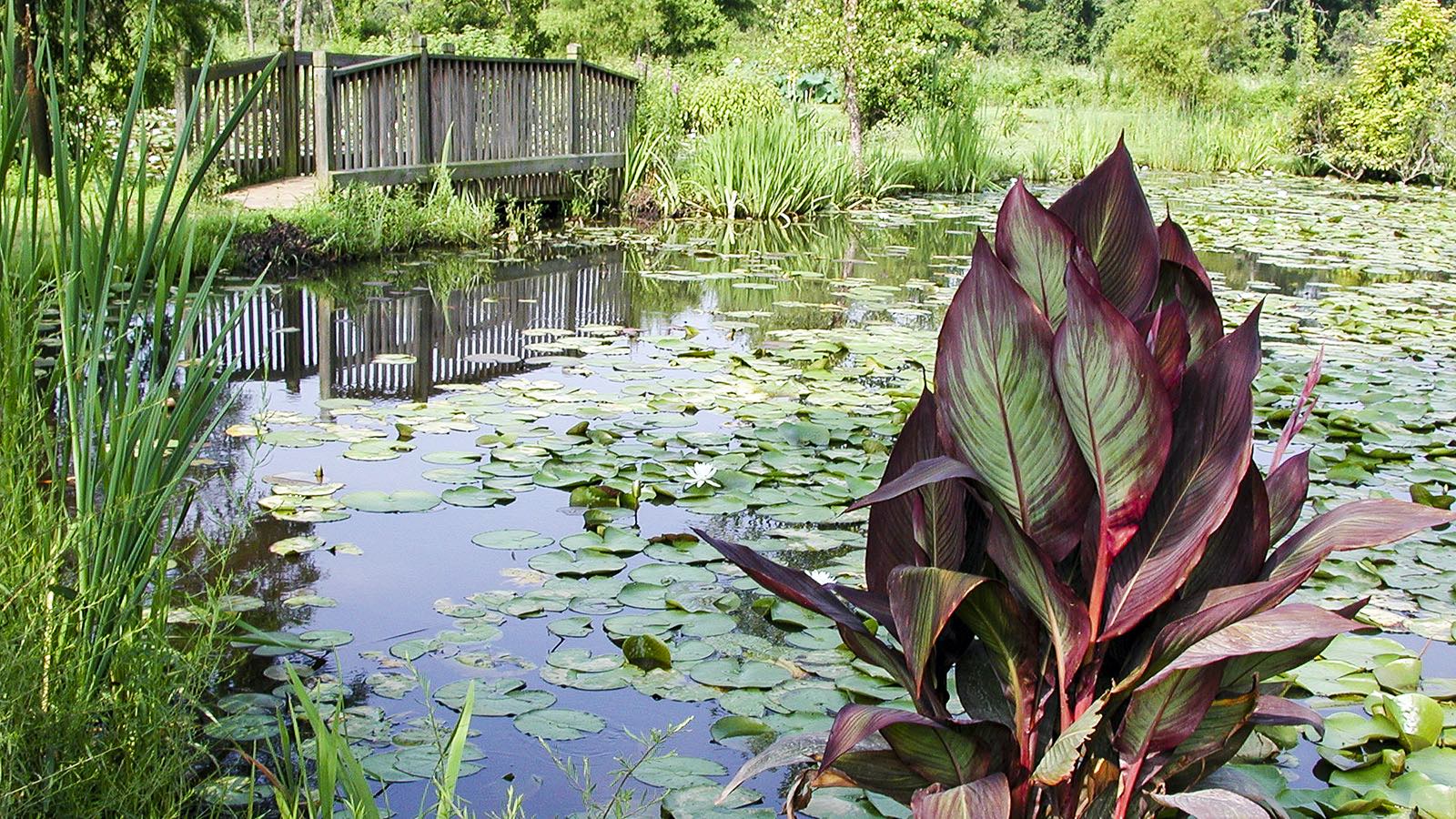 Kenilworth Aquatic Gardens Washington DC