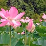 Kenilworth Aquatic Gardens Washington DC