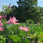 Kenilworth Aquatic Gardens Washington DC